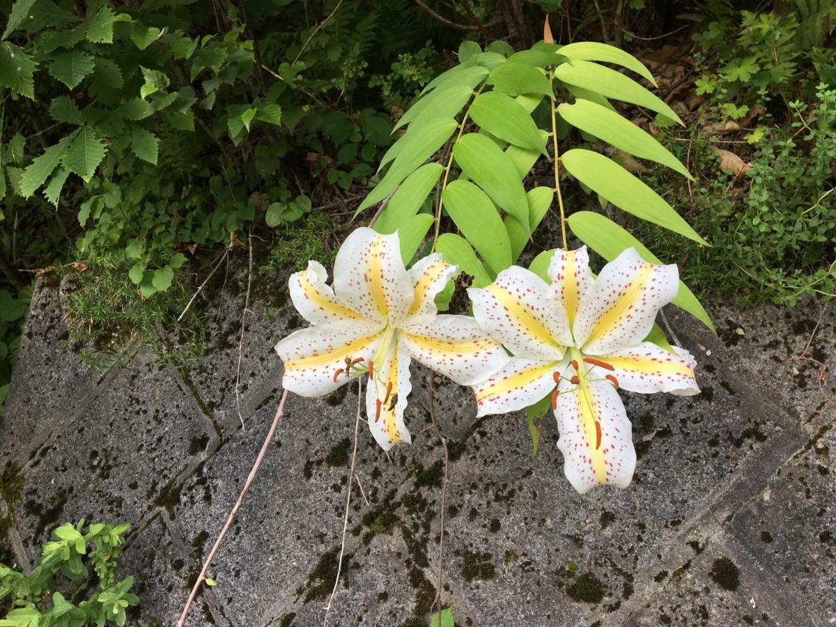 Guest house ぽかぽか（poka Poka） Katashina